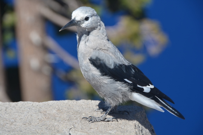 Clark's Nutcracker